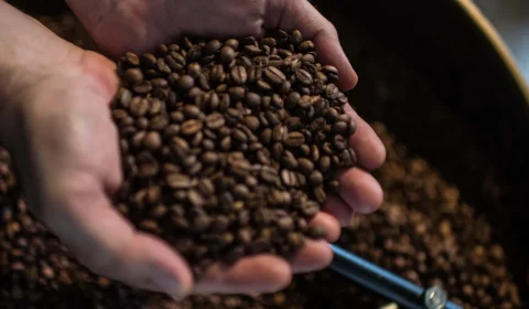 Concurso nacional valoriza qualidade dos cafés Canephora e terá premiação em Rondônia