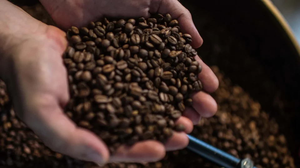 Concurso nacional valoriza qualidade dos cafés Canephora e terá premiação em Rondônia
