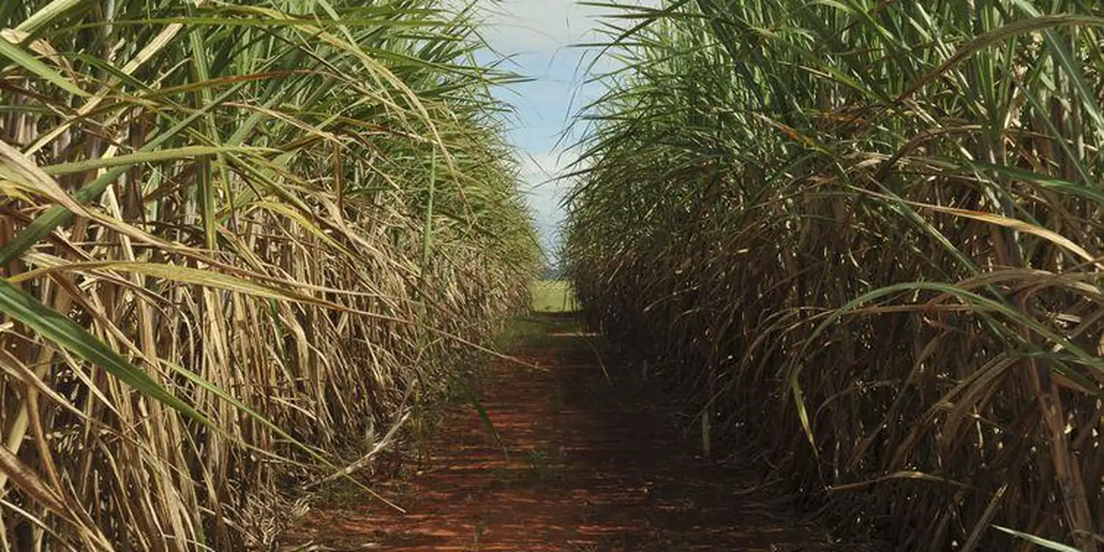 Além dos efeitos sobre a própria empresa, o bloqueio bilionário pode gerar impactos em toda a cadeia do agronegócio e de combustíveis ligada à Raízen. O grupo tem atuação que vai do cultivo da cana à distribuição de combustíveis e mantém uma extensa rede de produtores rurais, transportadoras, fornecedores, distribuidoras e postos de combustíveis espalhados pelo país.