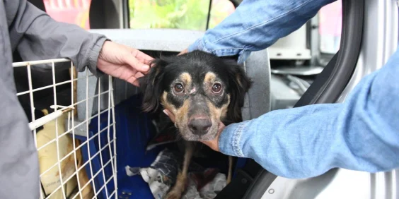 Do resgate ao tratamento: veja quais despesas poderão ser cobradas do agressor de animais caso o projeto aprovado pela Câmara de BH seja sancionado.