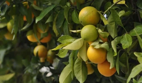 O que sobra da produção de suco de laranja pode valer muito mais do que parece; entenda