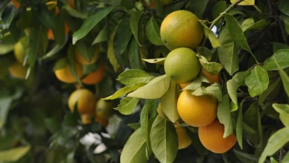 O que sobra da produção de suco de laranja pode valer muito mais do que parece; entenda