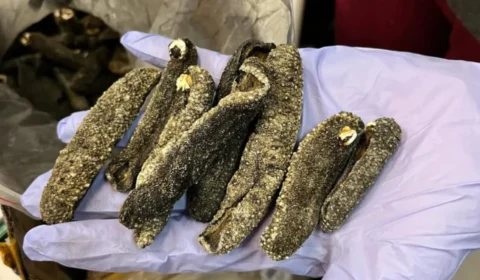 DNA revela animais marinhos traficados em cargas apreendidas em Guarulhos