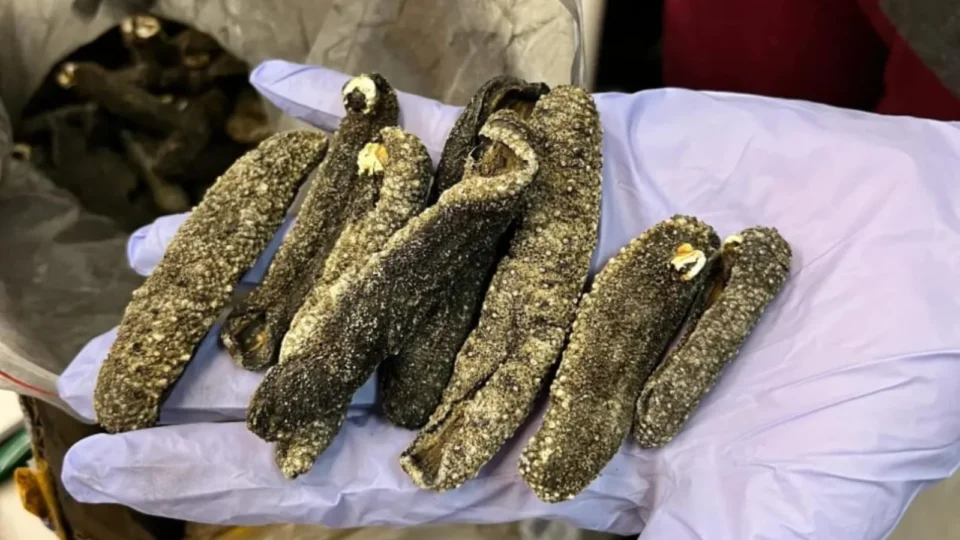 DNA revela animais marinhos traficados em cargas apreendidas em Guarulhos