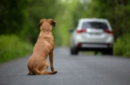 Câmara aprova suspensão da CNH para motorista que abandonar animais na rua