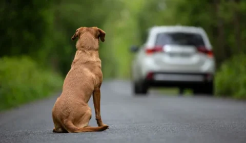 Câmara aprova suspensão da CNH para motorista que abandonar animais na rua