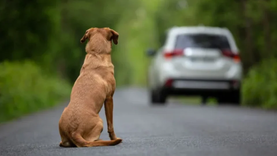 Câmara aprova suspensão da CNH para motorista que abandonar animais na rua
