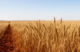 Menor área de trigo em nove anos aumenta dependência do Brasil das importações