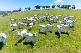 Mais carne importada nos EUA provoca reação dos pecuaristas; Brasil pode ganhar espaço