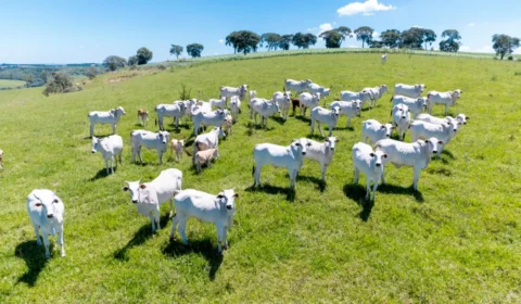 Mais carne importada nos EUA provoca reação dos pecuaristas; Brasil pode ganhar espaço