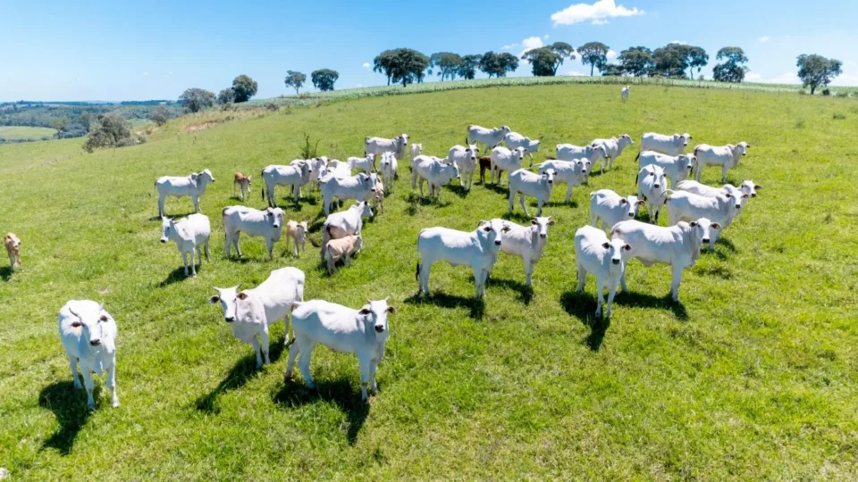 Mais carne importada nos EUA provoca reação dos pecuaristas; Brasil pode ganhar espaço