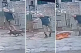 VÍDEO: Homem atira e mata cachorro na Tijuca após animal se aproximar de outro cão
