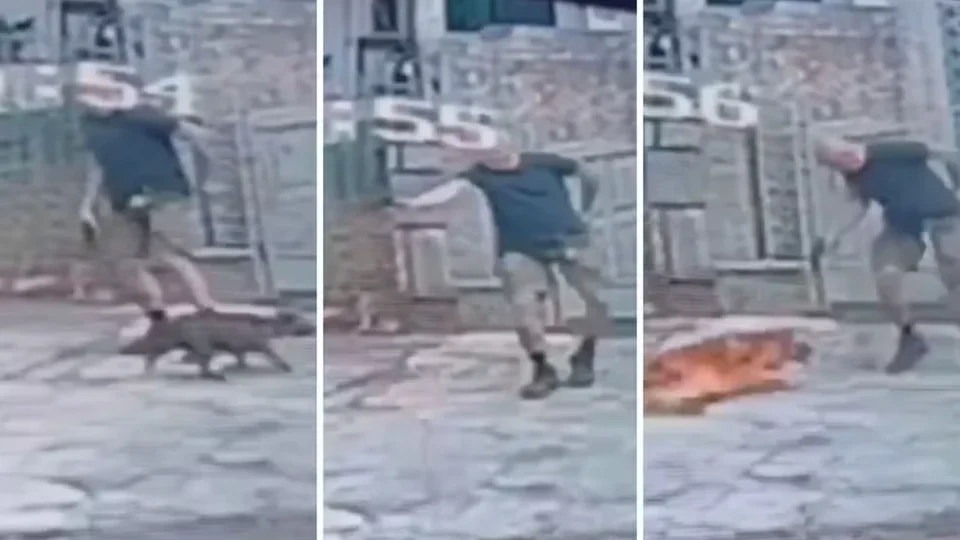 VÍDEO: Homem atira e mata cachorro na Tijuca após animal se aproximar de outro cão