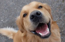 Dia Mundial do Cão: conheça os cachorros dos famosos que também viraram estrelas