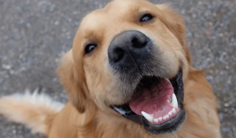 Dia Mundial do Cão: conheça os cachorros dos famosos que também viraram estrelas