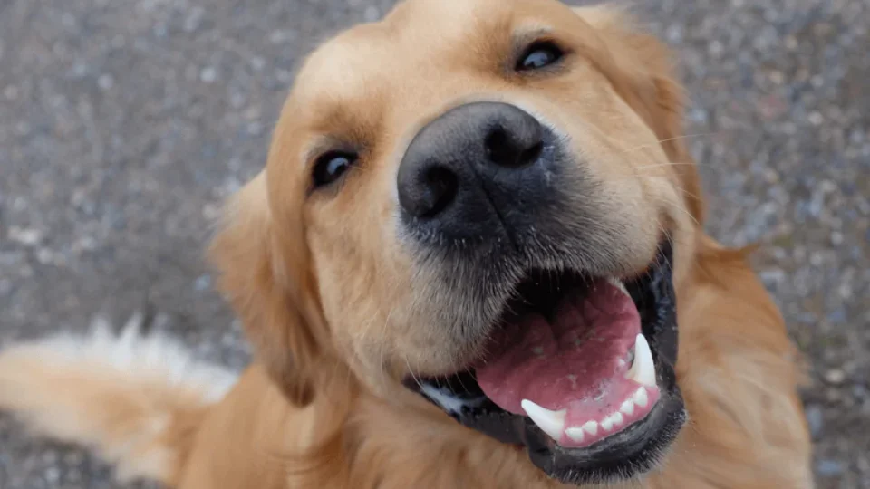 Dia Mundial do Cão: conheça os cachorros dos famosos que também viraram estrelas