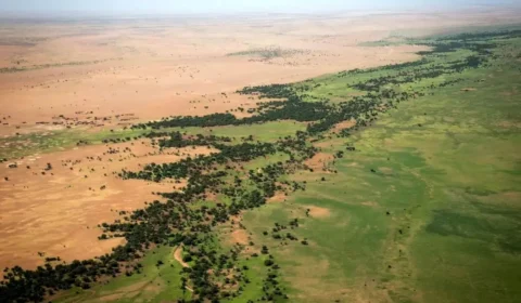 Grande Muralha Verde recupera 1,66 milhão de hectares e transforma áreas degradadas na África