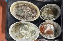 Larvas, baratas e mofo: conheça o cardápio do aeroporto de Los Angeles