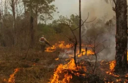 Distrito Federal registra 69 incêndios em vegetação em um único domingo, veja as regiões mais atingidas