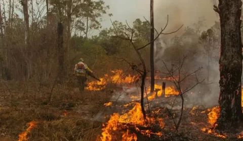 Distrito Federal registra 69 incêndios em vegetação em um único domingo, veja as regiões mais atingidas