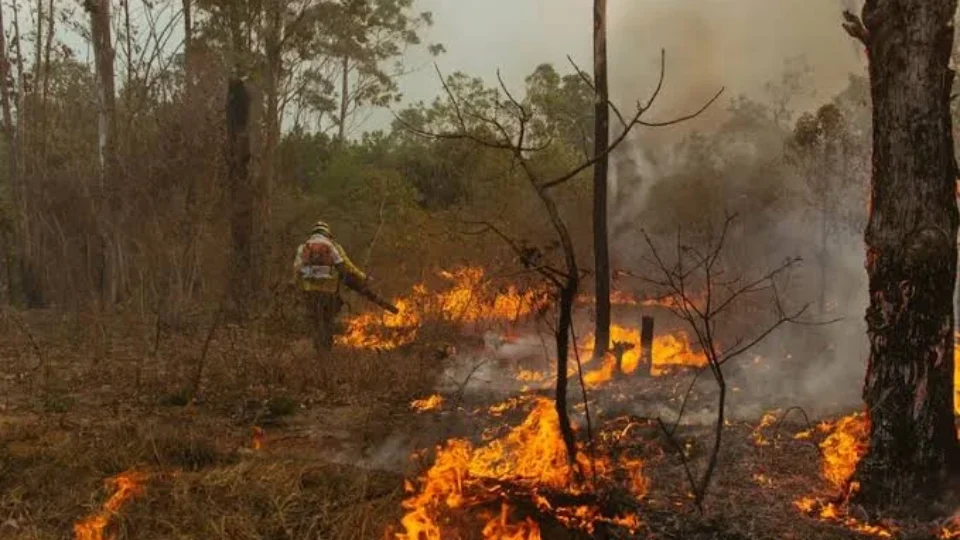 Distrito Federal registra 69 incêndios em vegetação em um único domingo, veja as regiões mais atingidas