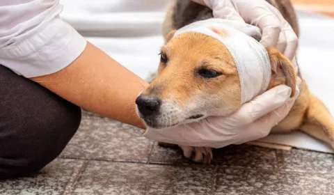 Maus-tratos a animais: o que muda em BH se agressor tiver que pagar conta do tratamento