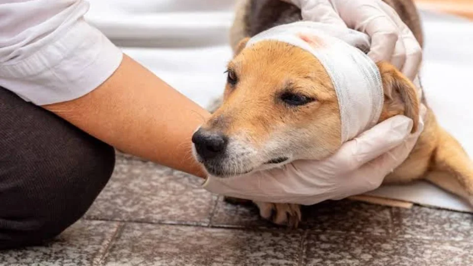 Maus-tratos a animais: o que muda em BH se agressor tiver que pagar conta do tratamento