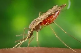 Mosquito que teria chegado de avião pode estar por trás de duas mortes por malária na Alemanha