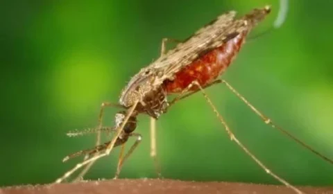 Mosquito que teria chegado de avião pode estar por trás de duas mortes por malária na Alemanha