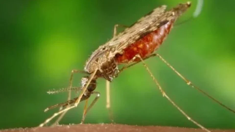 Mosquito que teria chegado de avião pode estar por trás de duas mortes por malária na Alemanha