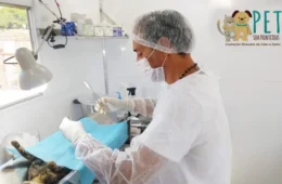 BH abre cadastro para castrações gratuitas de cães e gatos