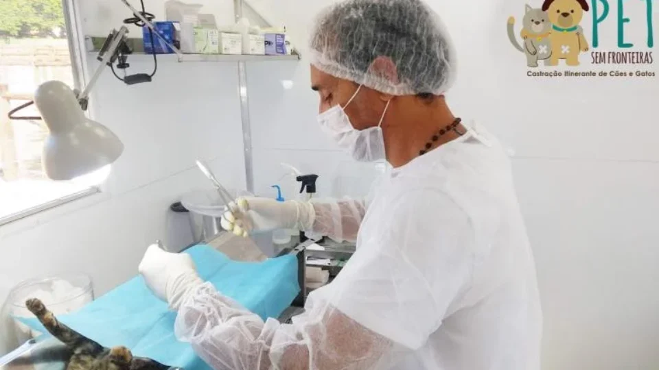 BH abre cadastro para castrações gratuitas de cães e gatos