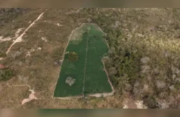 Polícia encontra plantação com 40 mil pés de maconha em fazenda de MG e prende suspeito