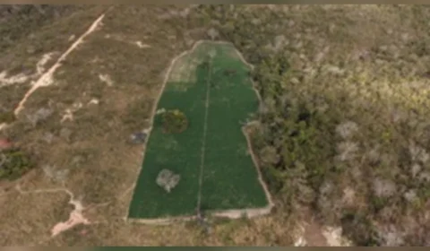 Polícia encontra plantação com 40 mil pés de maconha em fazenda de MG e prende suspeito