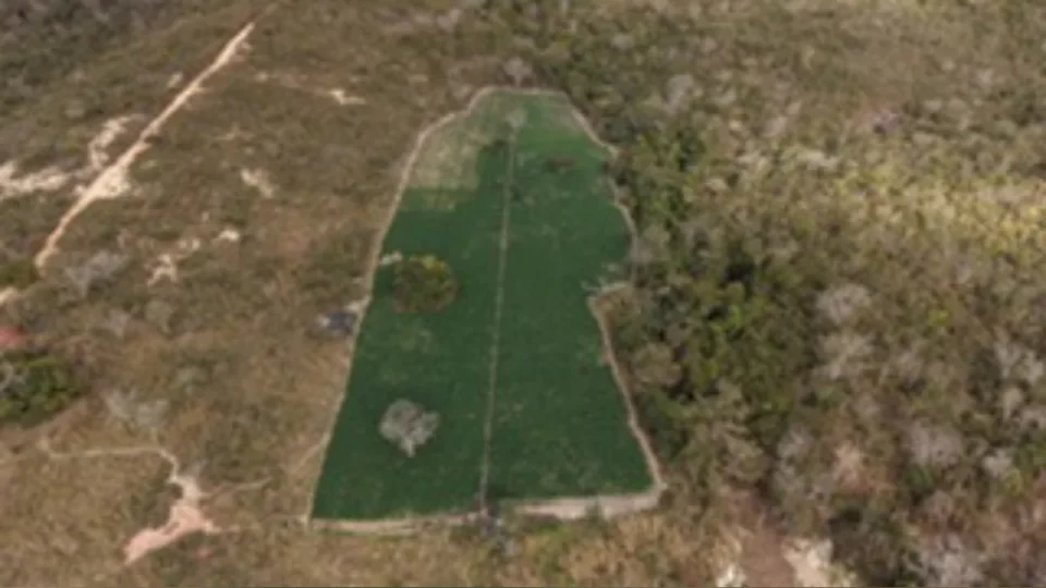 Polícia encontra plantação com 40 mil pés de maconha em fazenda de MG e prende suspeito