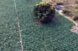 Maconha avança pelo Norte de MG e plantações revelam nova frente do tráfico