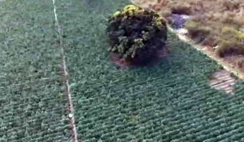 Maconha avança pelo Norte de MG e plantações revelam nova frente do tráfico