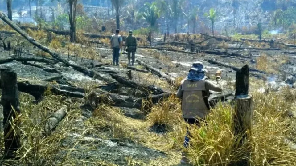 Três cidades do Acre entram no ranking das que mais desmataram na Amazônia em julho
