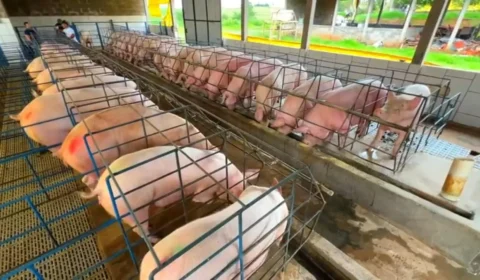 Preço do suíno vivo despenca 43,1% em São Paulo