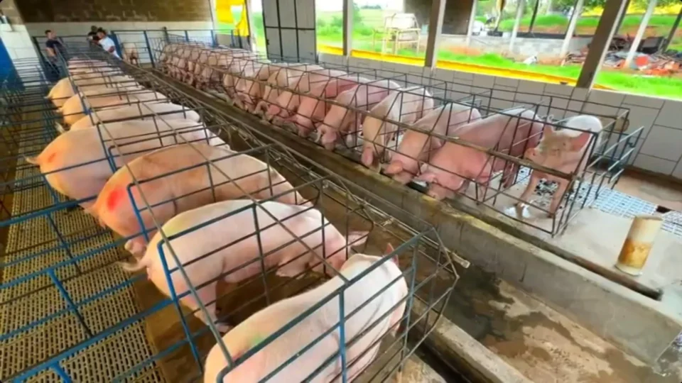Preço do suíno vivo despenca 43,1% em São Paulo