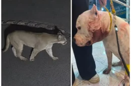 Onça invade casa durante a madrugada e ataca pitbull em condomínio na Zona Norte de SP