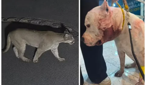 Onça invade casa durante a madrugada e ataca pitbull em condomínio na Zona Norte de SP