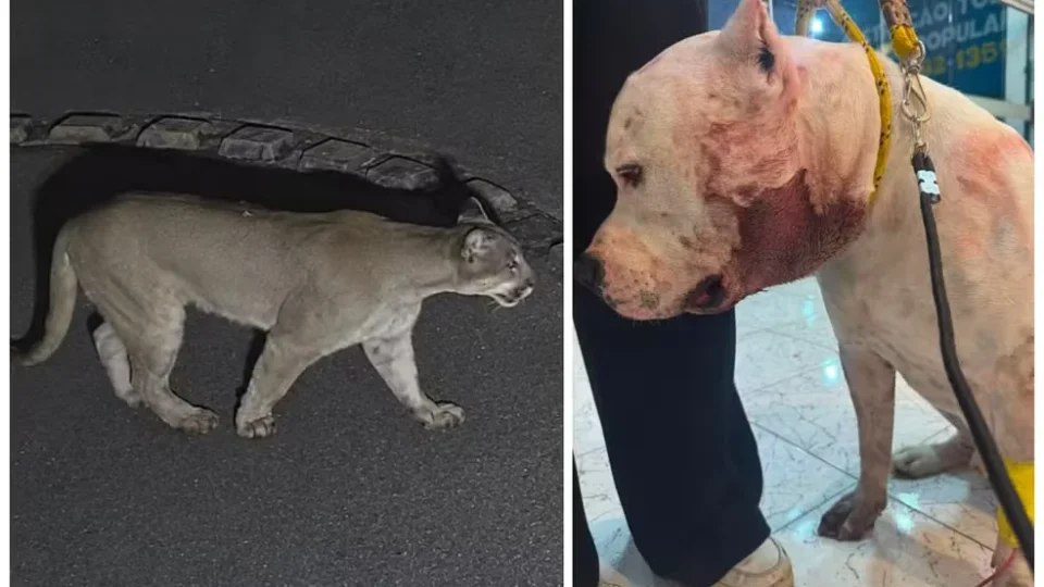 Onça invade casa durante a madrugada e ataca pitbull em condomínio na Zona Norte de SP