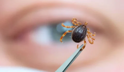 São Paulo registra 23 mortes por febre maculosa em 2026