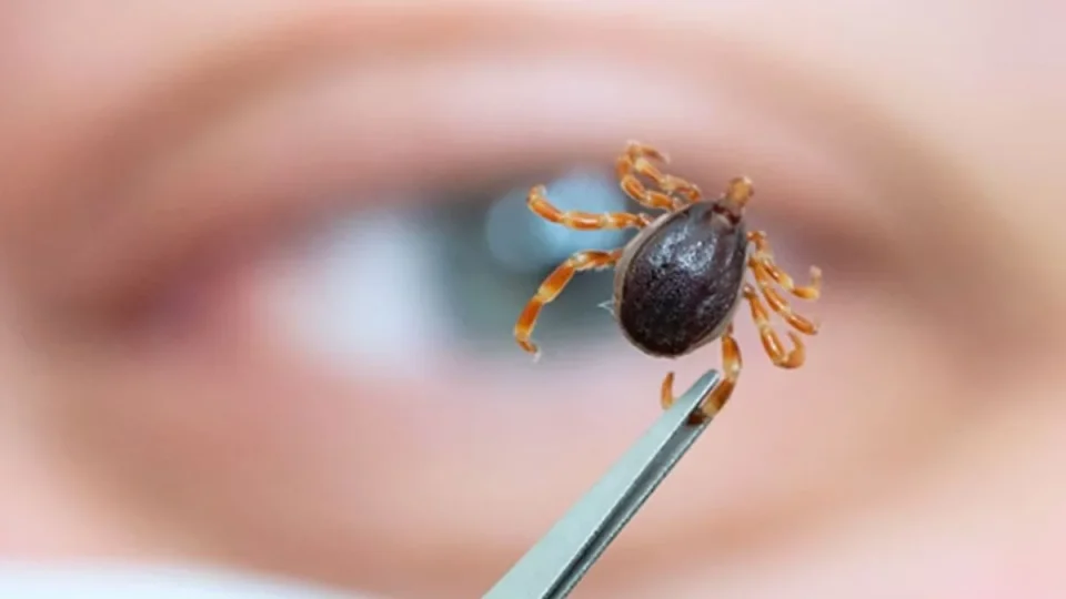 São Paulo registra 23 mortes por febre maculosa em 2026