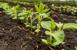 Vazio sanitário: por que o produtor precisa esperar para plantar soja?
