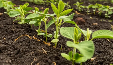 Vazio sanitário: por que o produtor precisa esperar para plantar soja?
