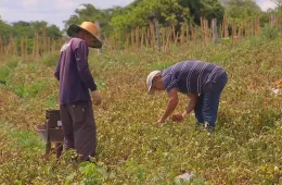 Falta de trabalhadores acelera transformação na produção de frutas e hortaliças