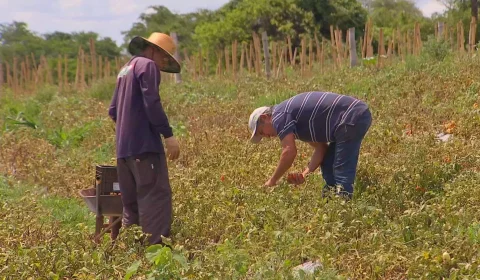 Falta de trabalhadores acelera transformação na produção de frutas e hortaliças