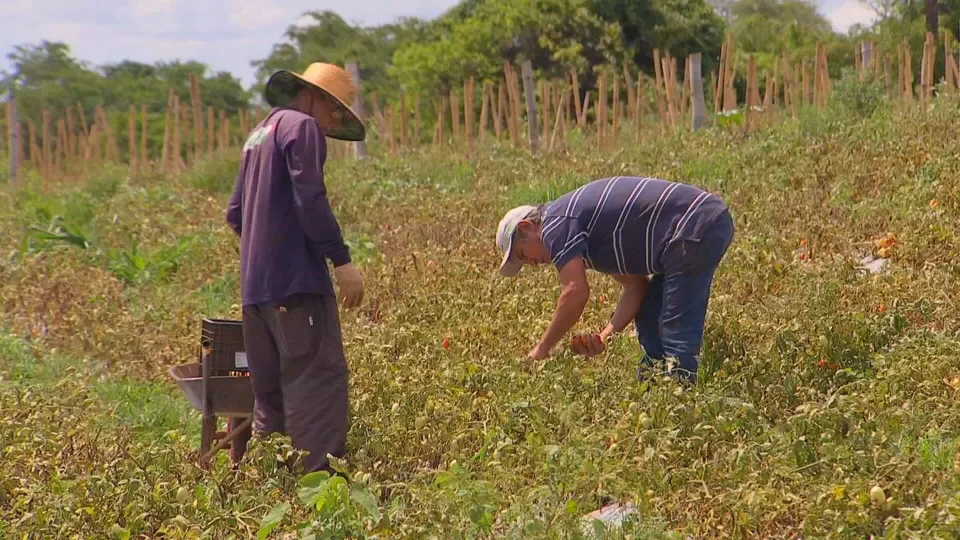 Falta de trabalhadores acelera transformação na produção de frutas e hortaliças